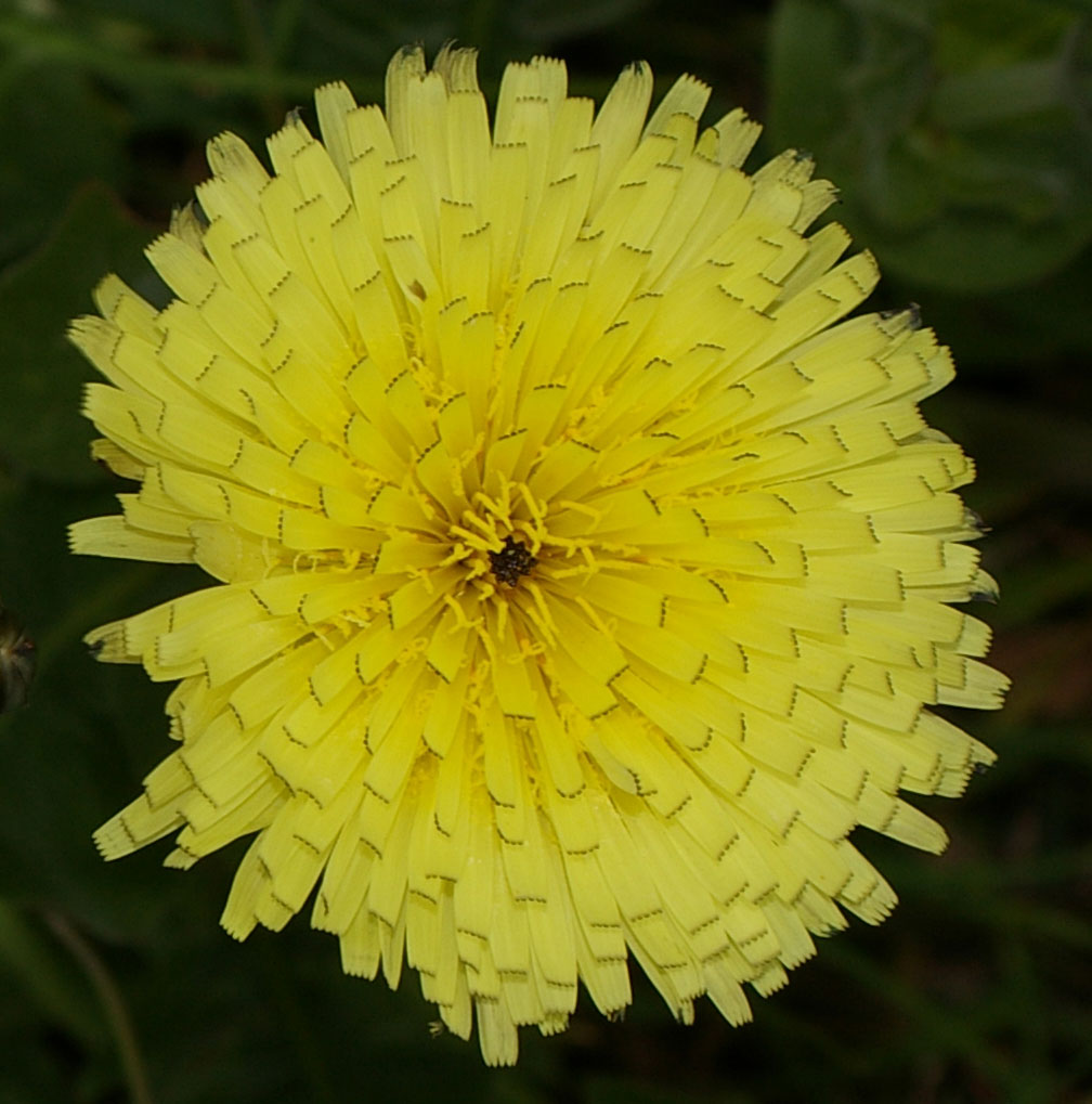 Il giallo 